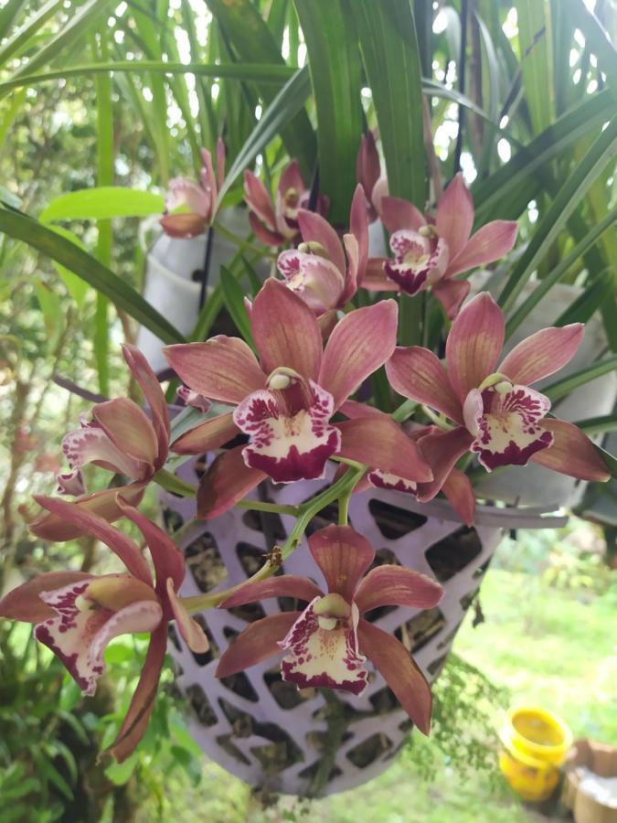 Eco Aldea Topacio 農家樂 *